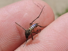 Psorophora cyanescens