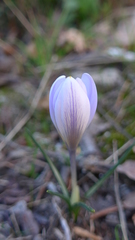 Crocus carpetanus