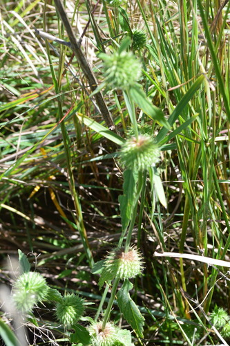 Whitewort (Leucas martinicensis)