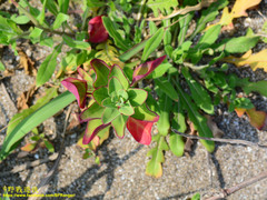 Chenopodium acuminatum virgatum