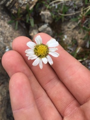 Chrysanthemum integrifolium