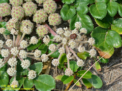 Graphosoma rubrolineatum