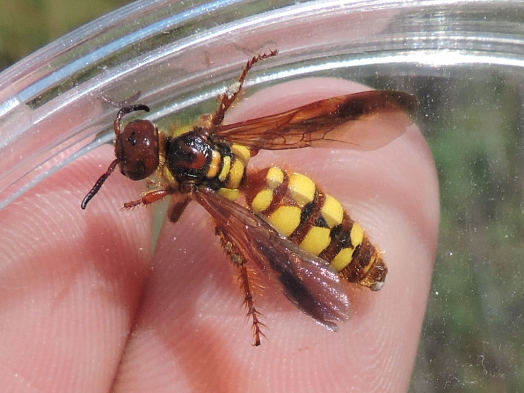 Eight-spotted Scoliid Wasp
