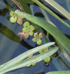 Spirodela polyrhiza