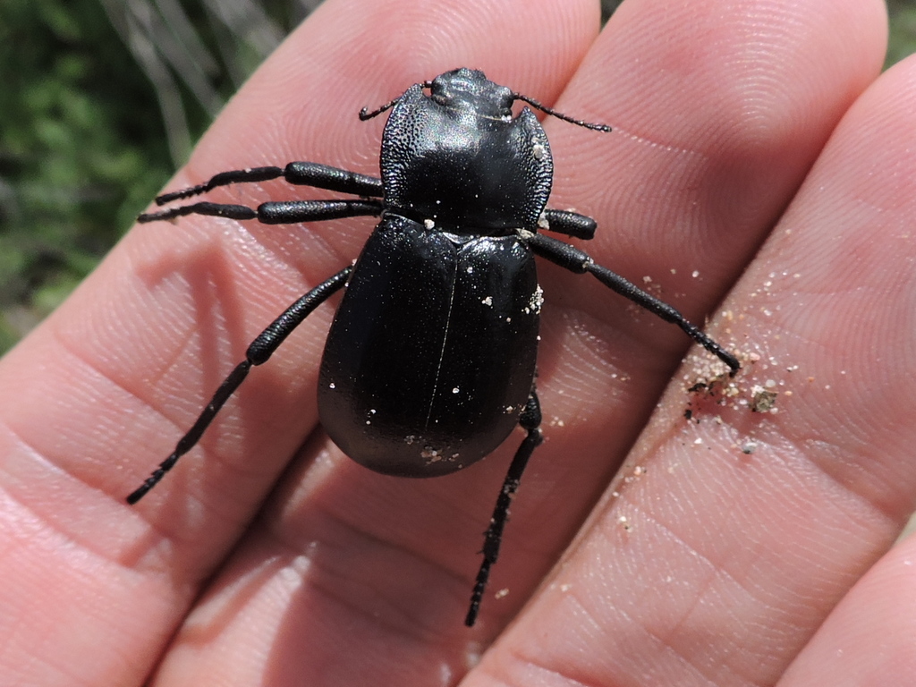 Stenomorpha tenuicollis