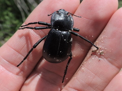 Stenomorpha tenuicollis