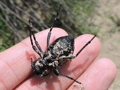 Stenomorpha tenuicollis