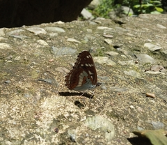 Limenitis helmanni