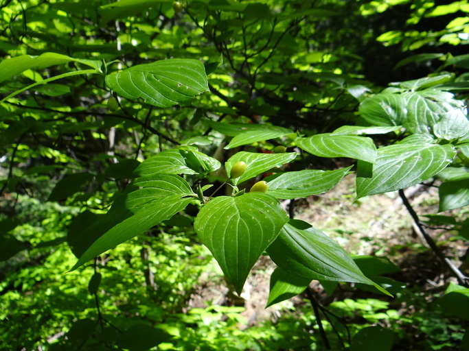 Blackfruit Dogwood