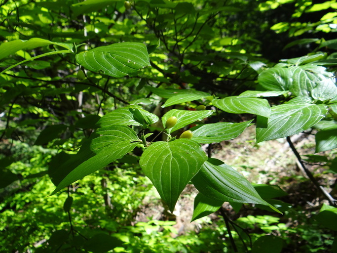 Cornus sessilis