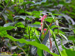 Alpinia japonica