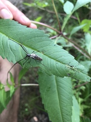 Tetragnatha elongata