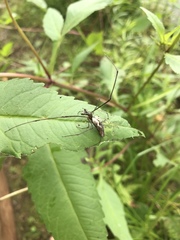 Tetragnatha elongata