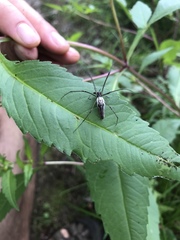 Tetragnatha elongata