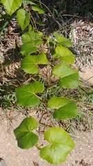 Vitis arizonica