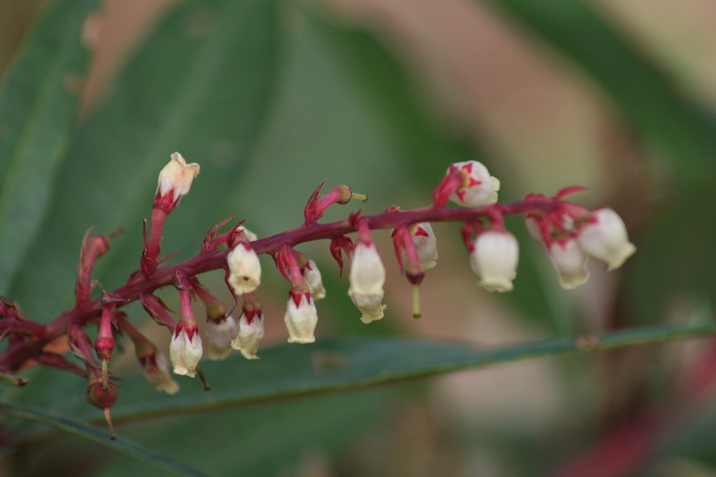 Comarostaphylis discolor; photograph (c) Luis F. Ramírez, some rights reserved (CC BY)