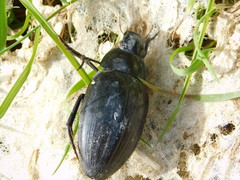 Hydrophilus aterrimus