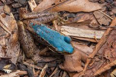 Bangkimtsing Frog photo 1