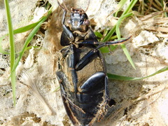 Hydrophilus aterrimus