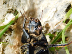 Hydrophilus aterrimus