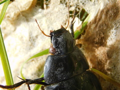 Hydrophilus aterrimus