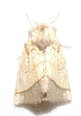 Papaipema rigida