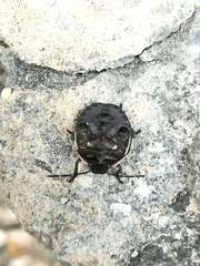 Chlorochroa pinicola