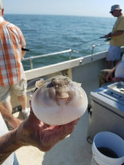 Sphoeroides maculatus