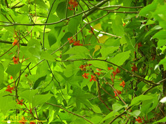 Schisandra arisanensis