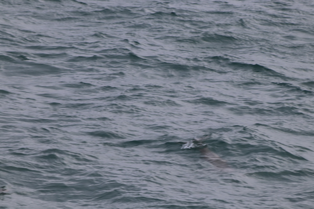 Finless porpoise surfacing in grey sea water off Japan