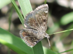 Hesperopsis alpheus