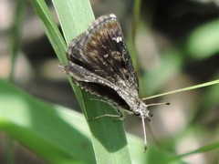 Hesperopsis alpheus