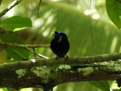 Lepidothrix velutina