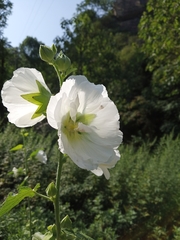 Alcea