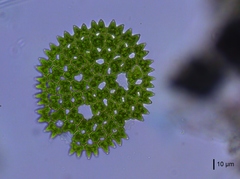 Pediastrum duplex