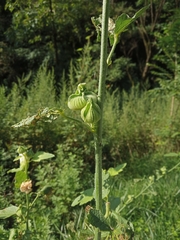 Alcea