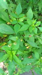 Choreutis basalis