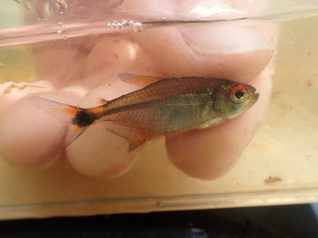 Guyana tetra (Hemigrammus guyanensis) — Characidae