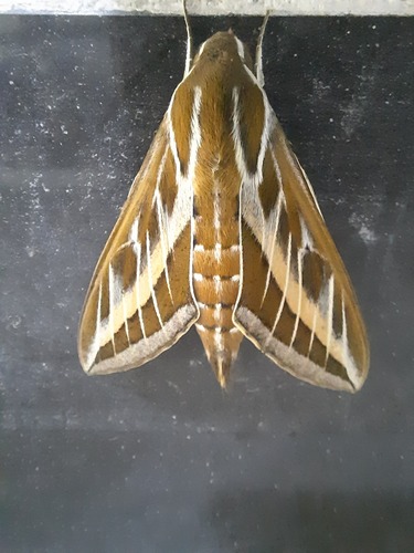 Striped Hawkmoth