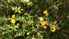 Pulicaria dysenterica