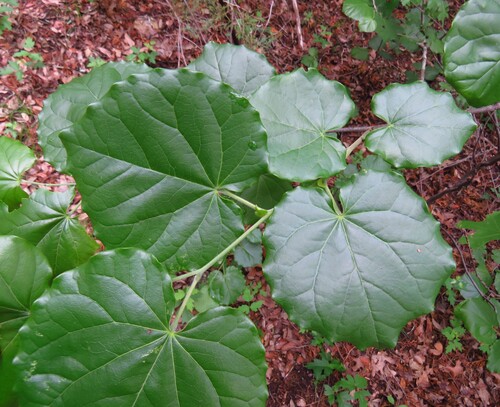 Cercis canadensis