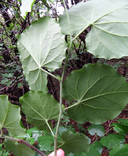 Cercis canadensis