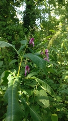 Impatiens glandulifera