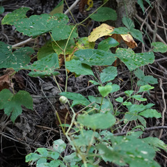 Ampelomyia vitispomum