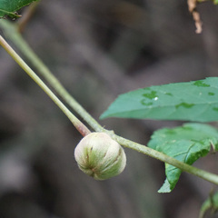Ampelomyia vitispomum