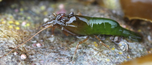Heptacarpus brevirostris