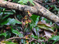 Tainia dunnii