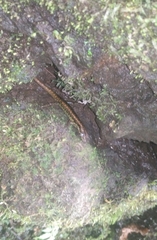 Sphenomorphus puncticentralis