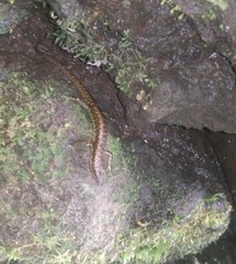 Sphenomorphus puncticentralis