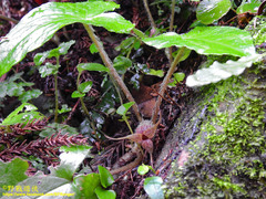 Asarum caudigerum